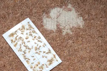 Carpet moth damage